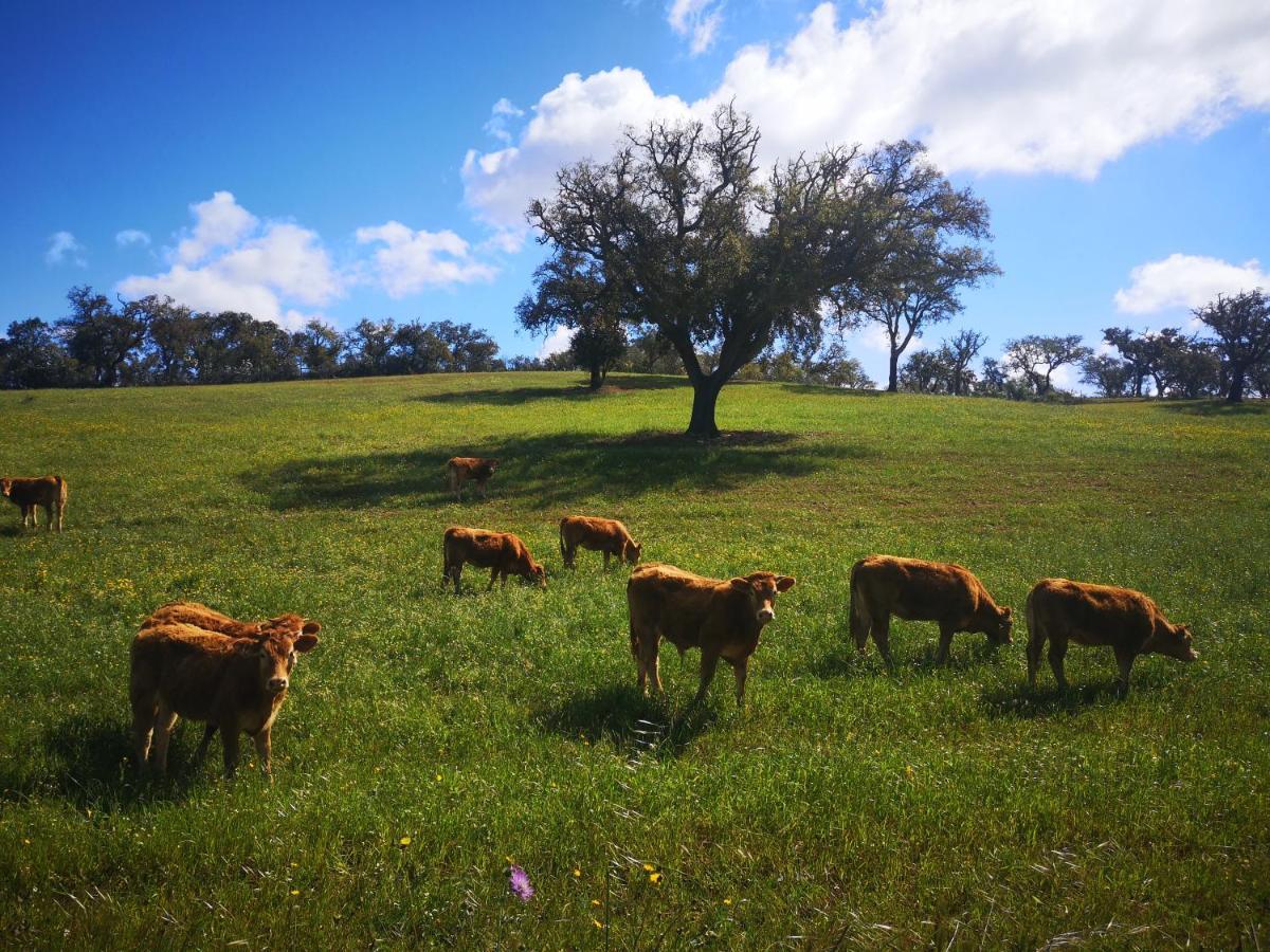 Monte Bandarro Novo, Country House Βίλα Cercal do Alentejo Εξωτερικό φωτογραφία